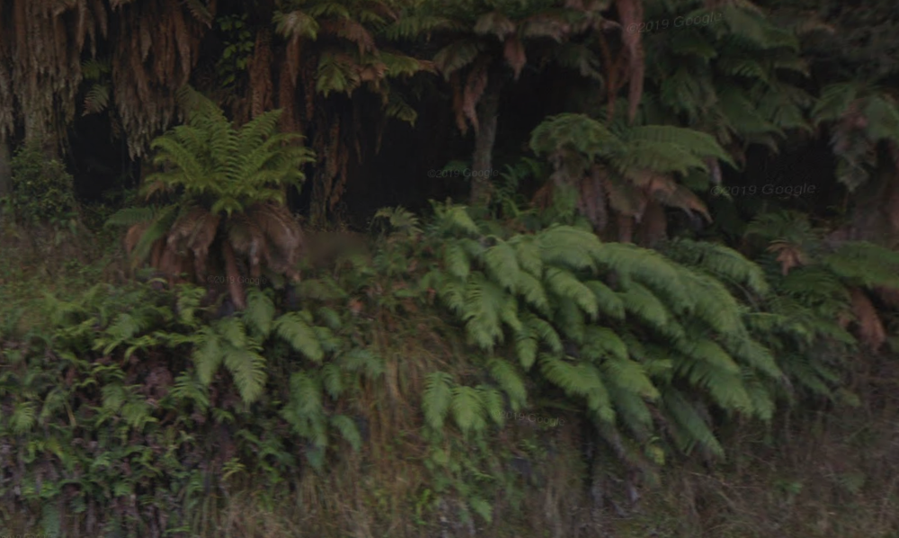 🇳🇿 New Zealand