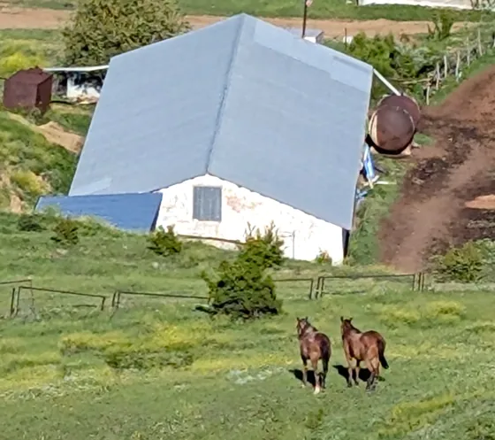 Two horses standing on a green hillside below a farmhouse with a wide blue roof